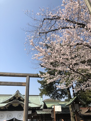 桜　靖国神社