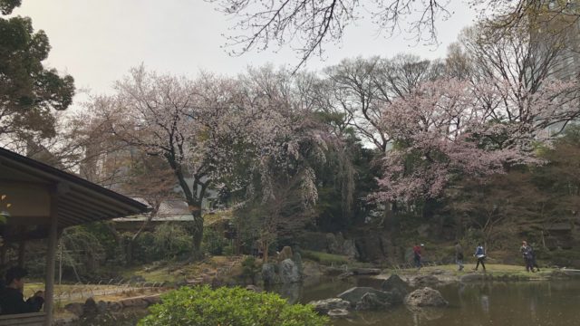 靖国神社　桜
