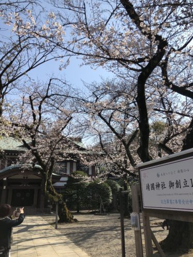 靖国神社　桜