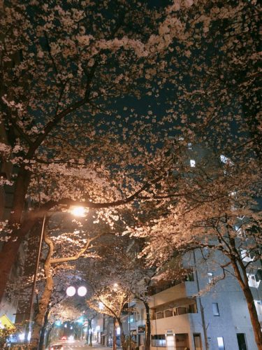 ヘヴンズエクレール　夜桜