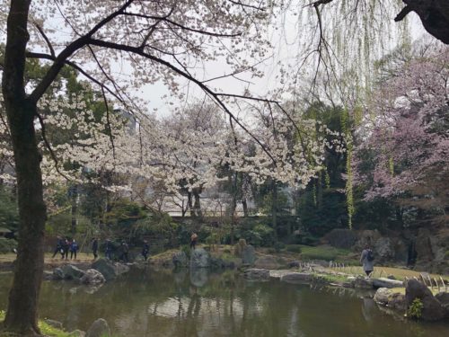 靖国神社　神池庭園桜